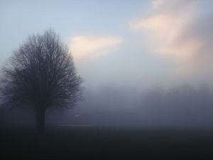 misty park